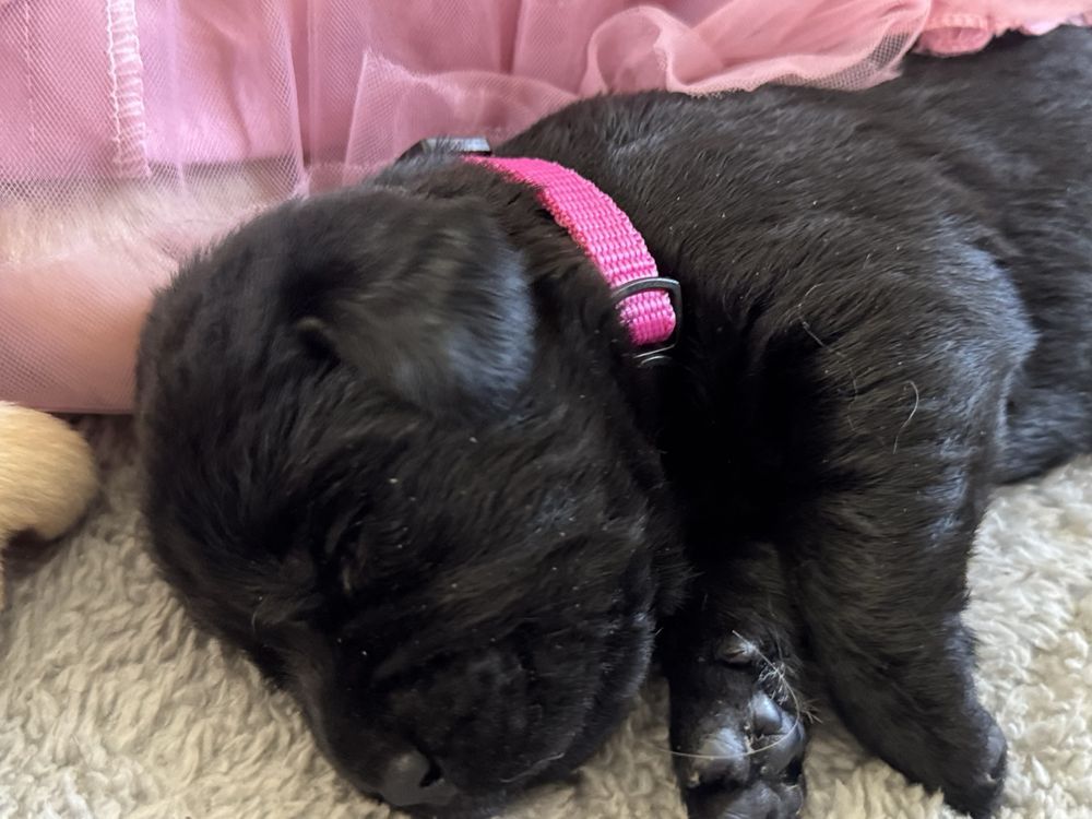 Labrador Retrivet miot A - Amina