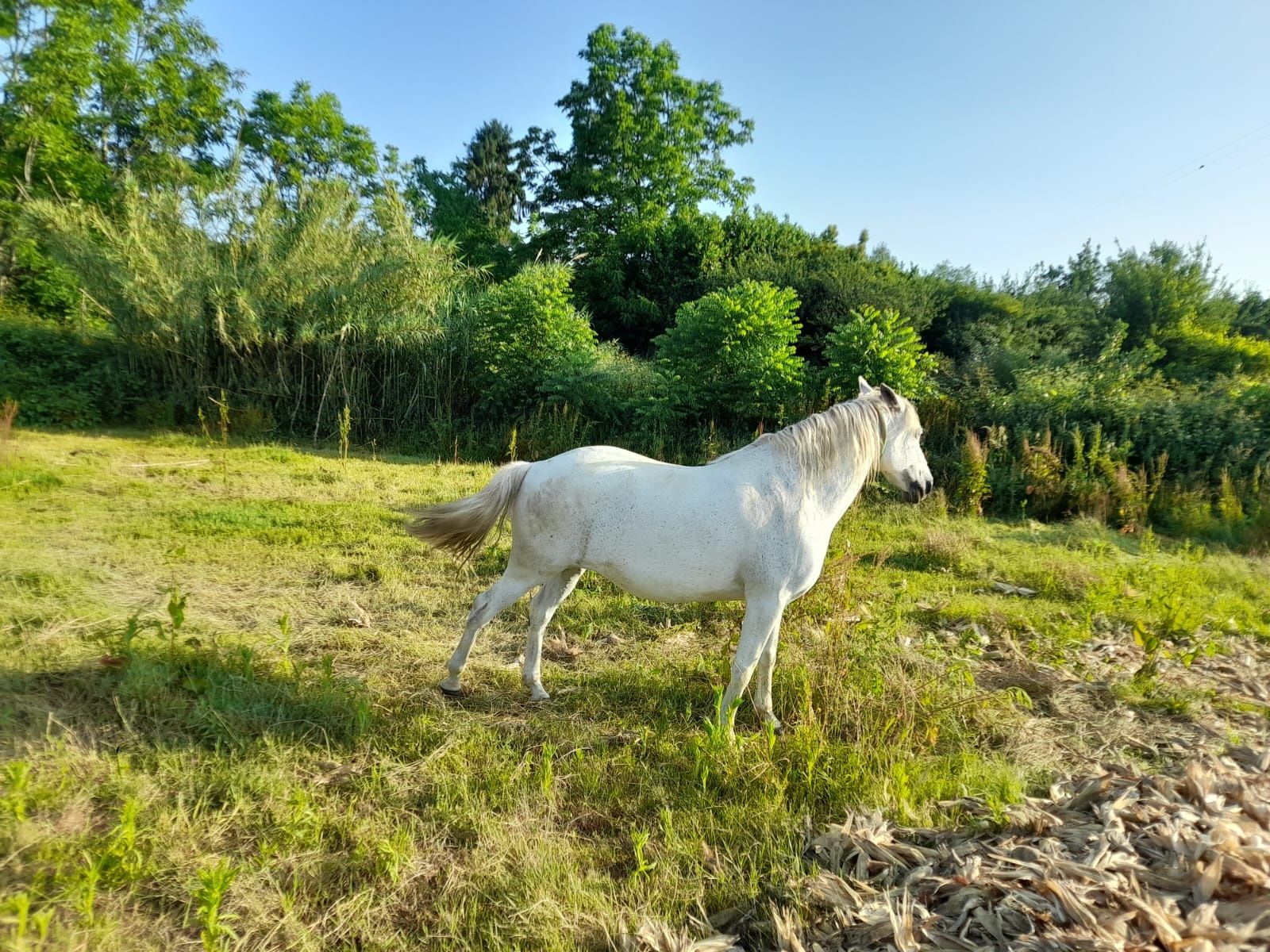 Égua Cruzado Lusitano