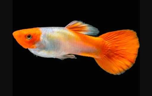 Rybki do akwarium - Gupik Tuxedo Golden Koi