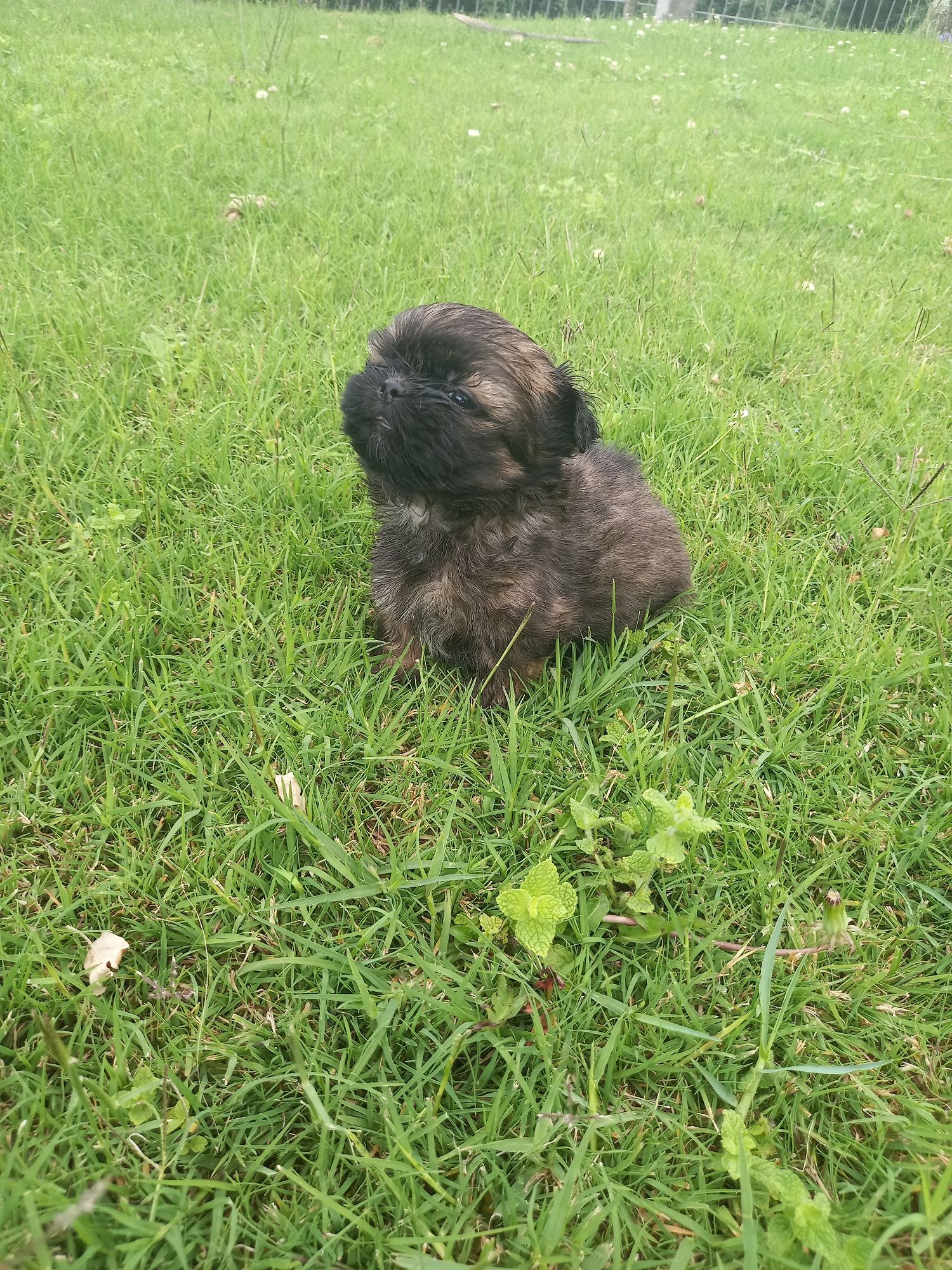 Cadelinha menina shih-tzu