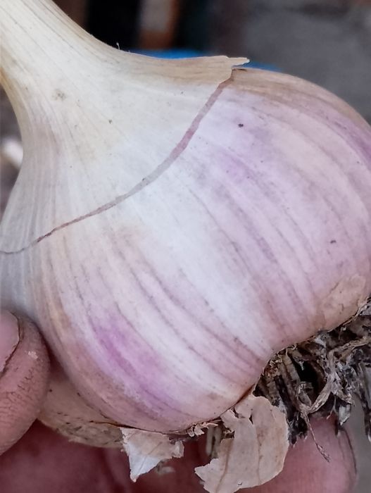 Продам чеснок Любаша.