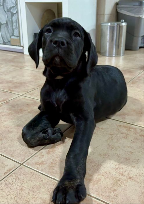 Cane Corso Italiano