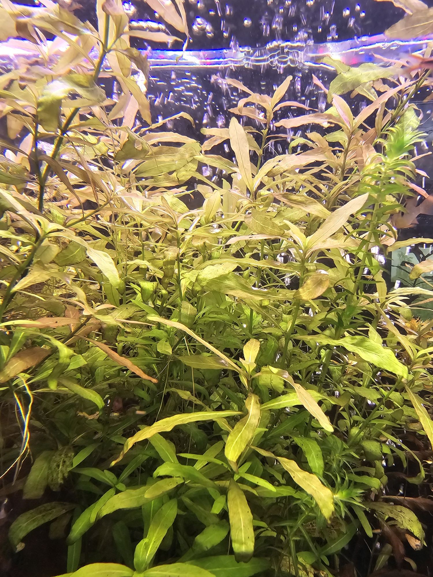 Rośliny akwariowe rogatek ludwigia