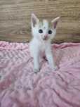 Pan Łasuch do adopcji!