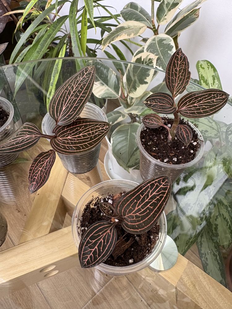 Саргоглотіс Sarcoglottis Sceptrodes*Sib, Лудізія Альба, дісколор,