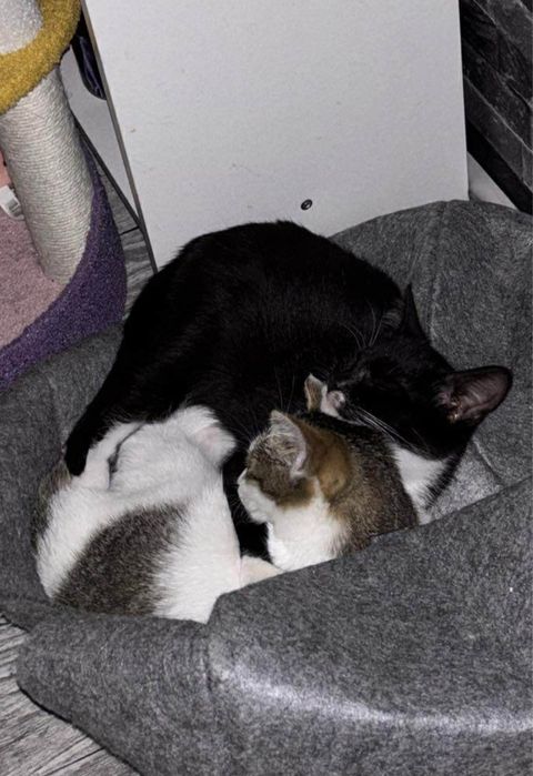 Kociaki 4 miesieczne szukaja domu / kocieta do adopcji