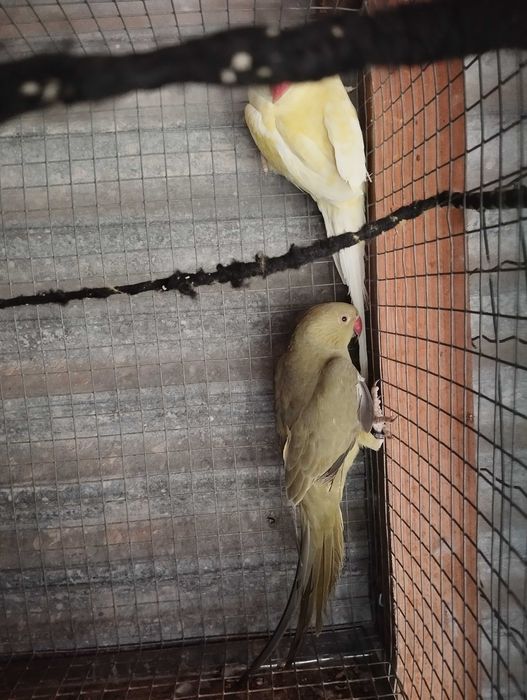 Ring necks e agapórnis para troca