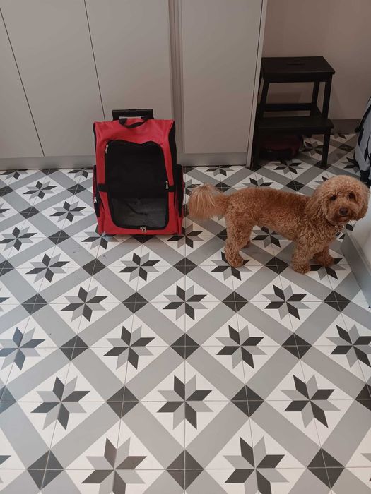 Mochila transporte Cães