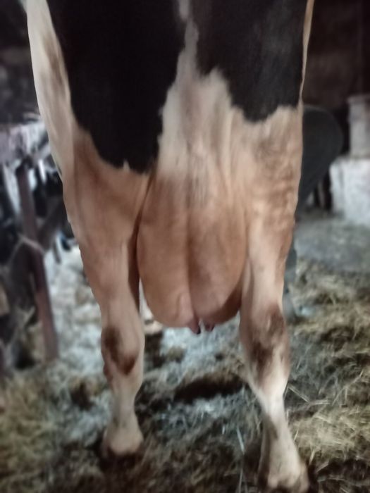 Продам породисту корову