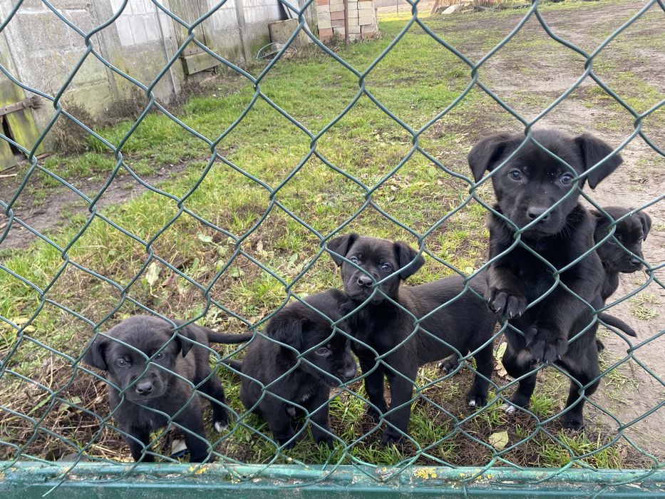 Szczeniaki do oddania