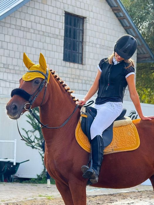 Piekna klacz na sprzedaż