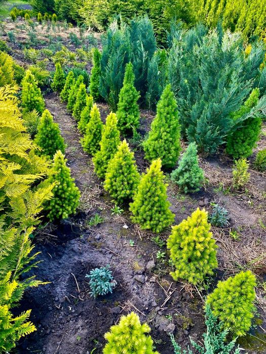 Туя Смарагд Брабант Колумна Даніка Глобоза Ялівець Ялинка Кипарисовик