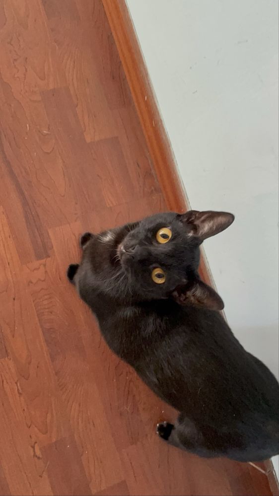 Smokey e Pantera para adoçao responsavel