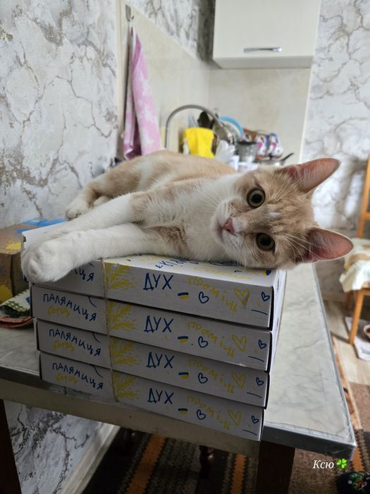 Отдам кота "Мурчик "в добрые руки