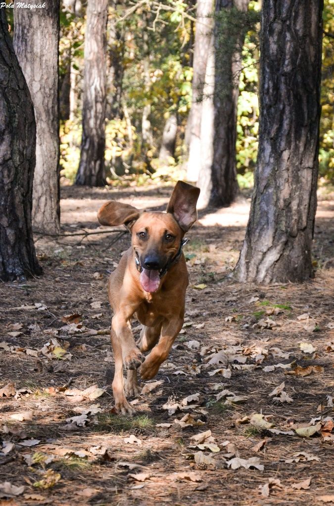 KAPI czeka na adopcję