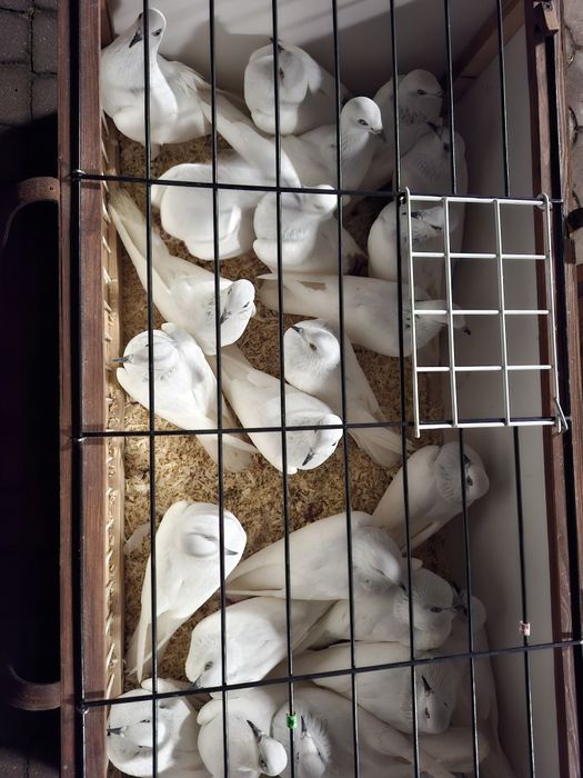 Sprzedam Lot gołębi! 50 białoogonów.