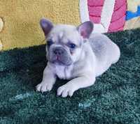 Bulldog francês macho lilac fawn