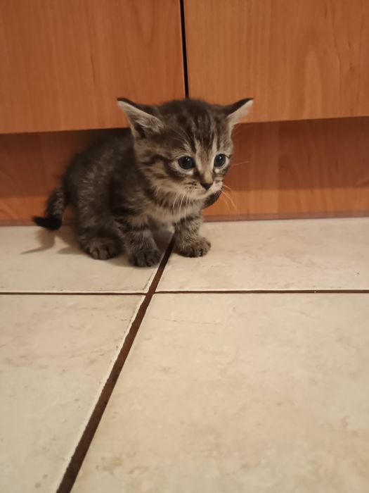 Kotki do adopcji