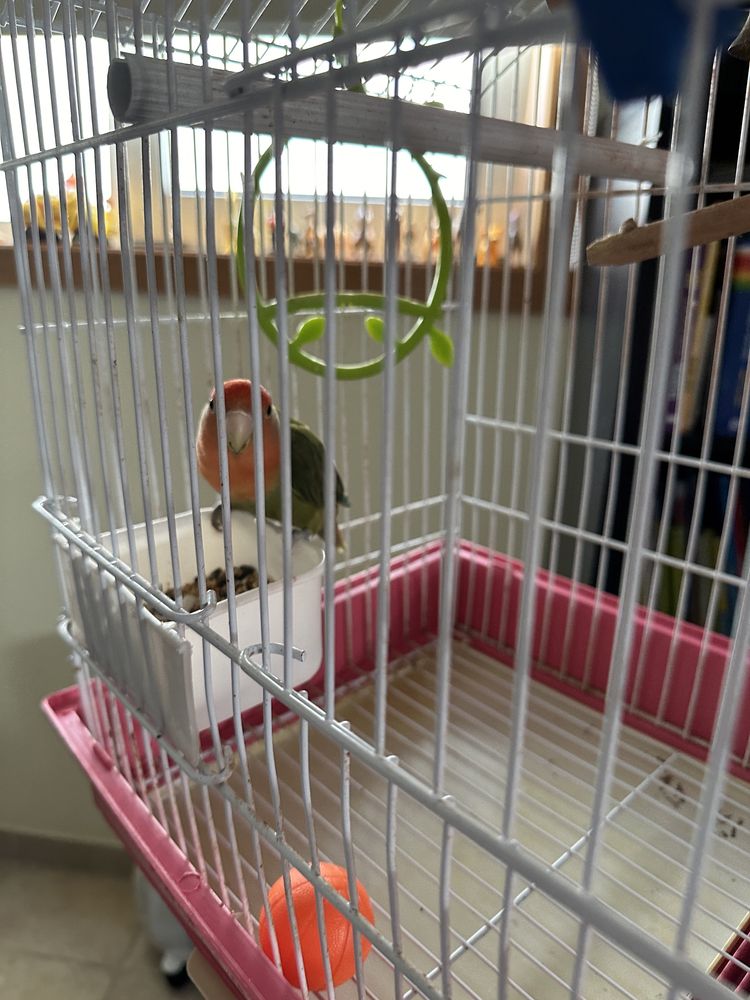 Gaiola com suporte
