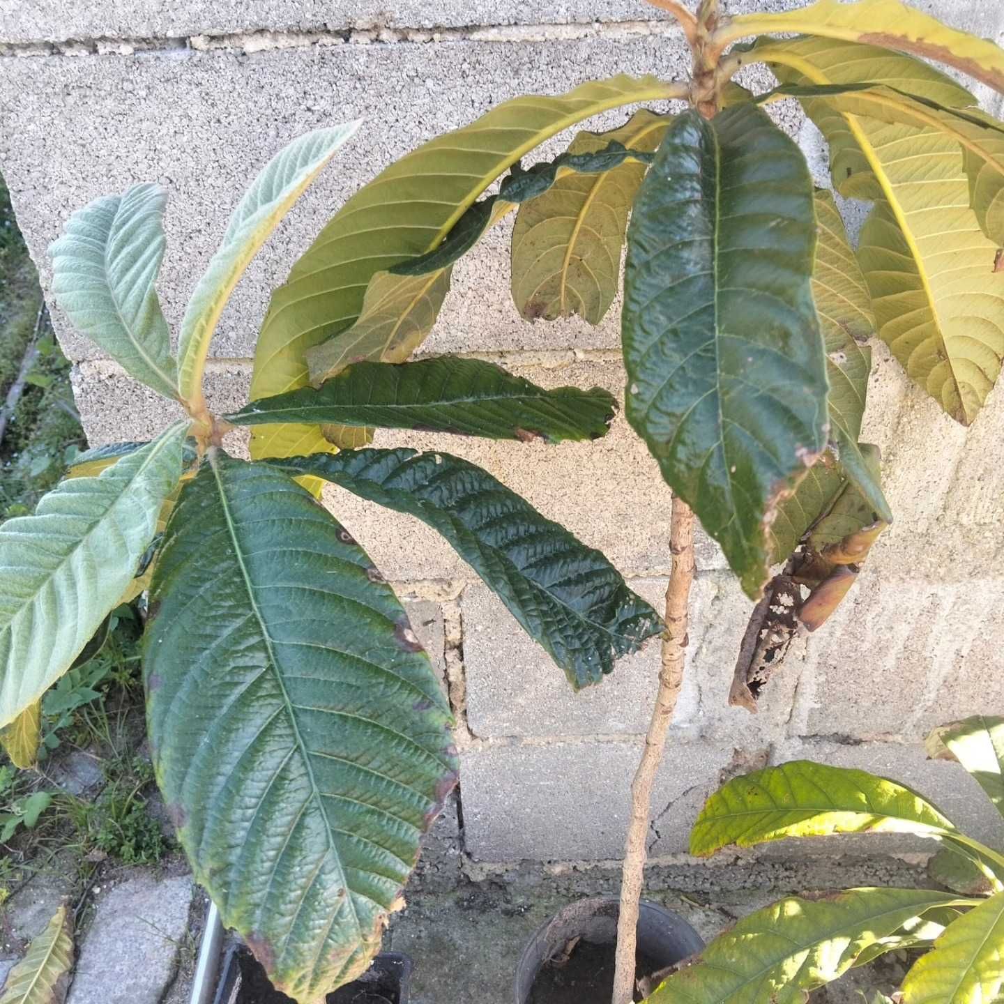 Árvores e fruto e outras