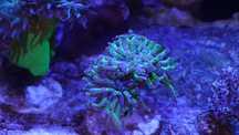 Euphyllia Paraancora    akwarium morskie  fluo