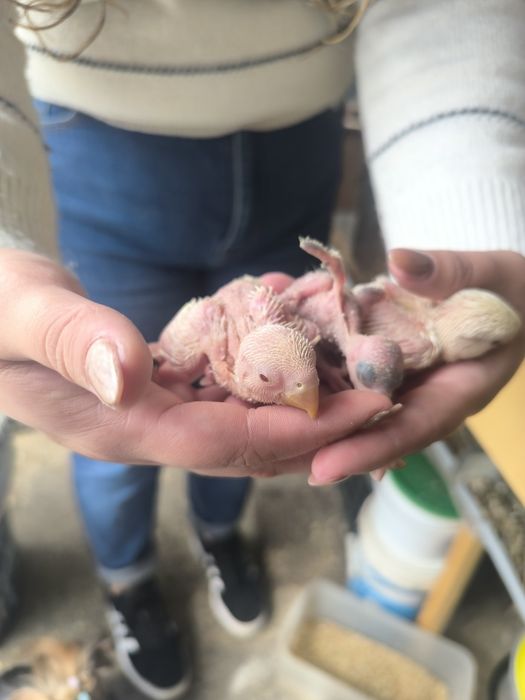 Agaponis para criar a mão