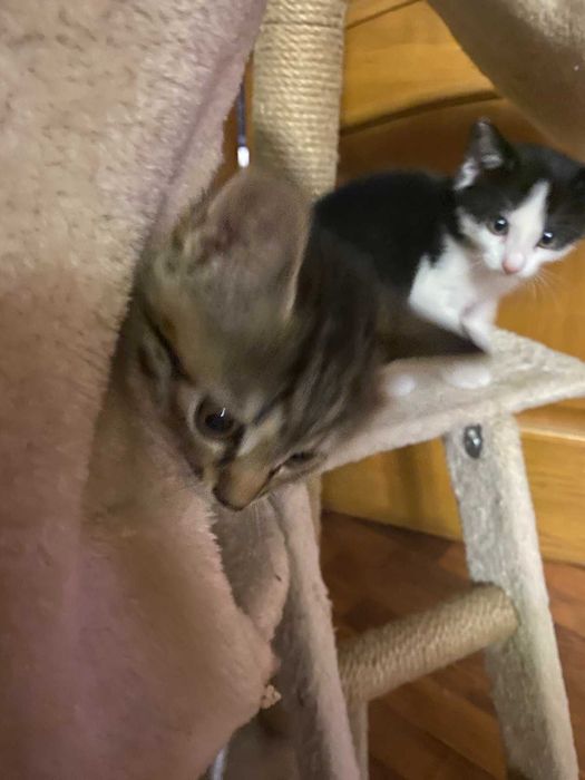 Котята в хороші руки