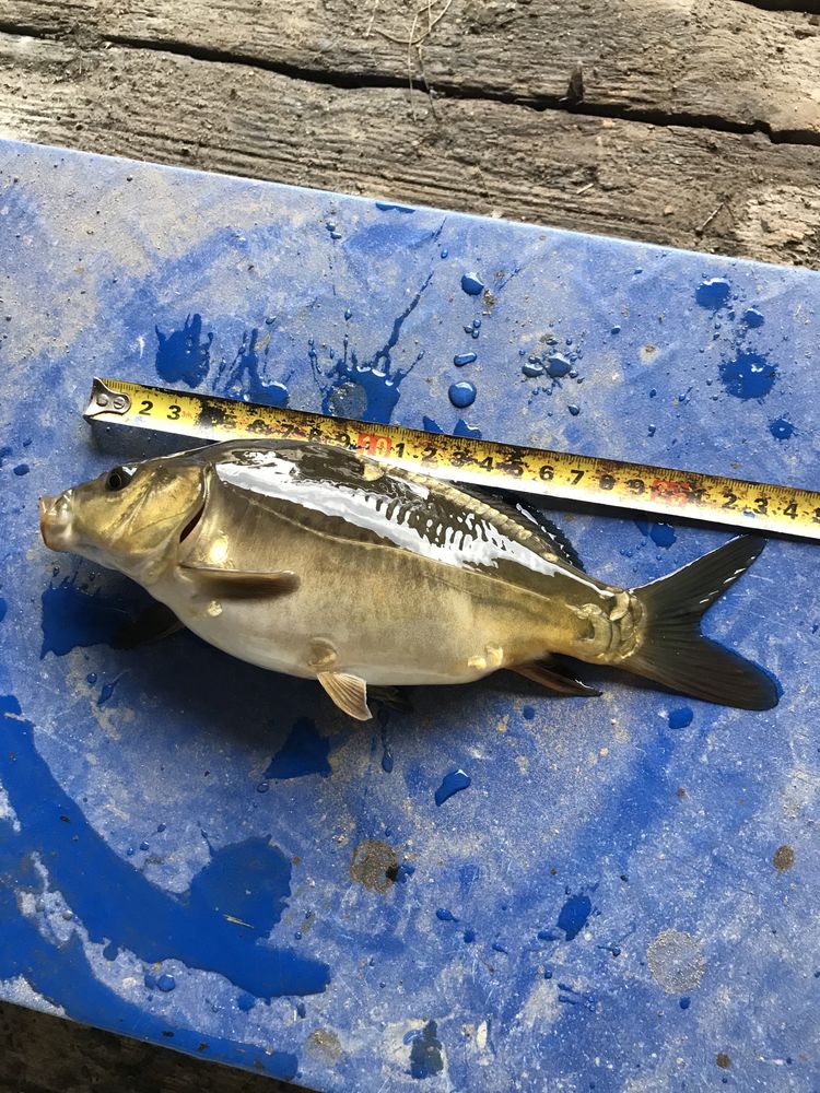 Karp kroczek  amur tolpyga