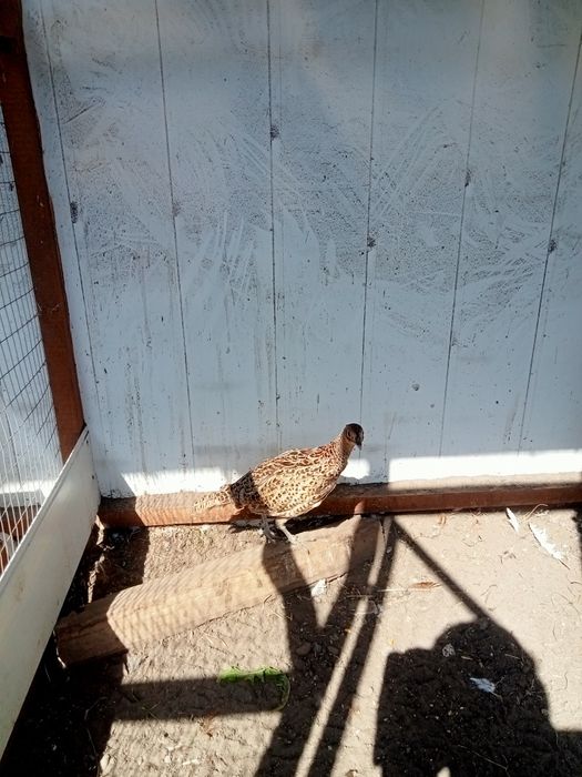 Продам фазани мисливські