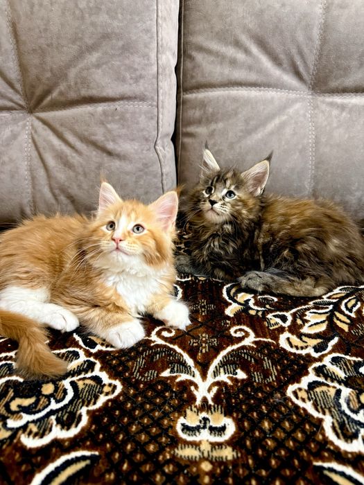 Мейн Кун дівчата є Документи WCF