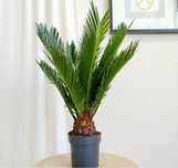 Cycas 55 cm Sagowiec Revoluta