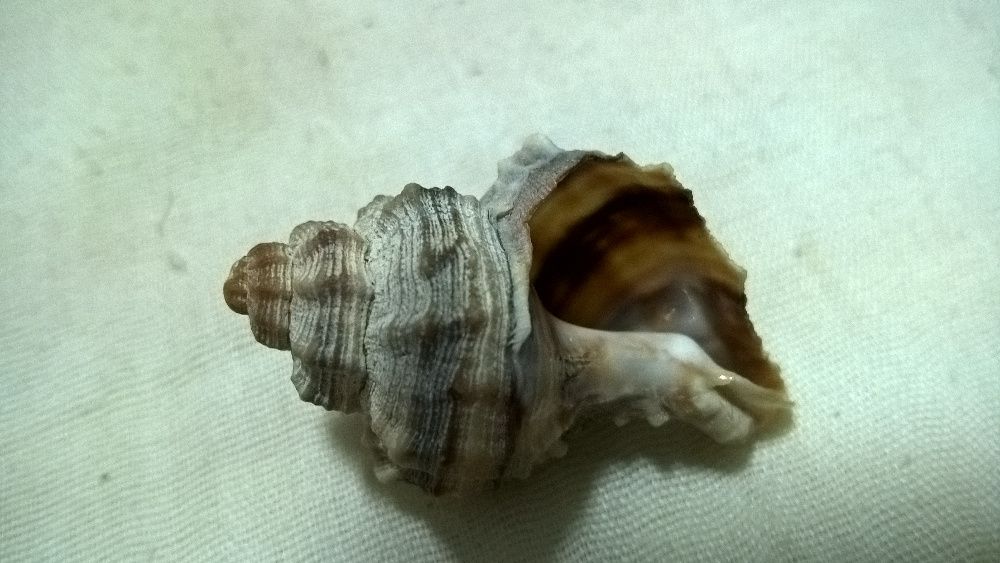 Búzio cinza e bege NOVO
