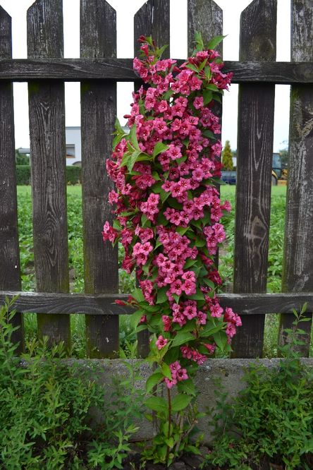 weigela krzewuszka, candida , nana purpurea, variegata, marjorie