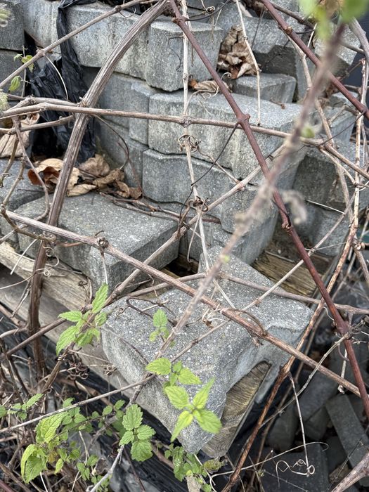 Kostka brukowa 1 zł sztuka