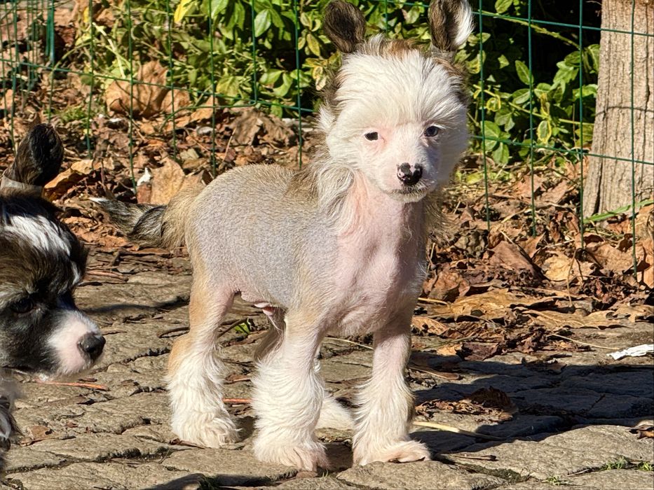 Chiński Grzywacz - piesek nagi / hl z metryką ZKwP