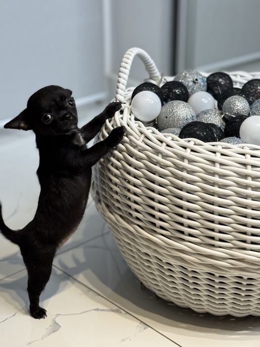 Чорна дівчинка чихуахуа