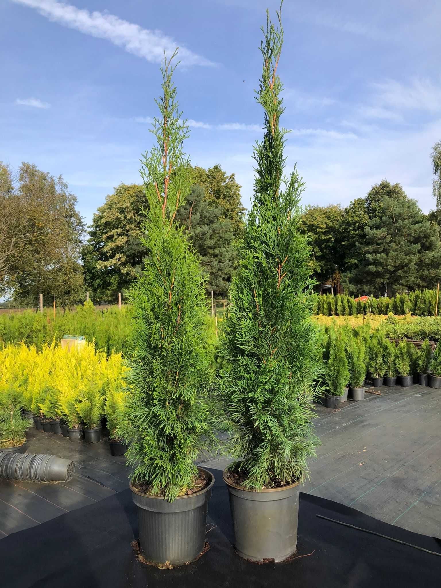 Tuja Thuja Szmaragd doniczka 3 litry, 90-100cm wysokości