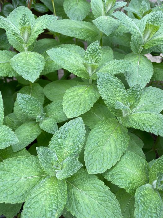 Меліса м'ята яблучна перцева лимонна зі свого саду сушена свіжий зріз