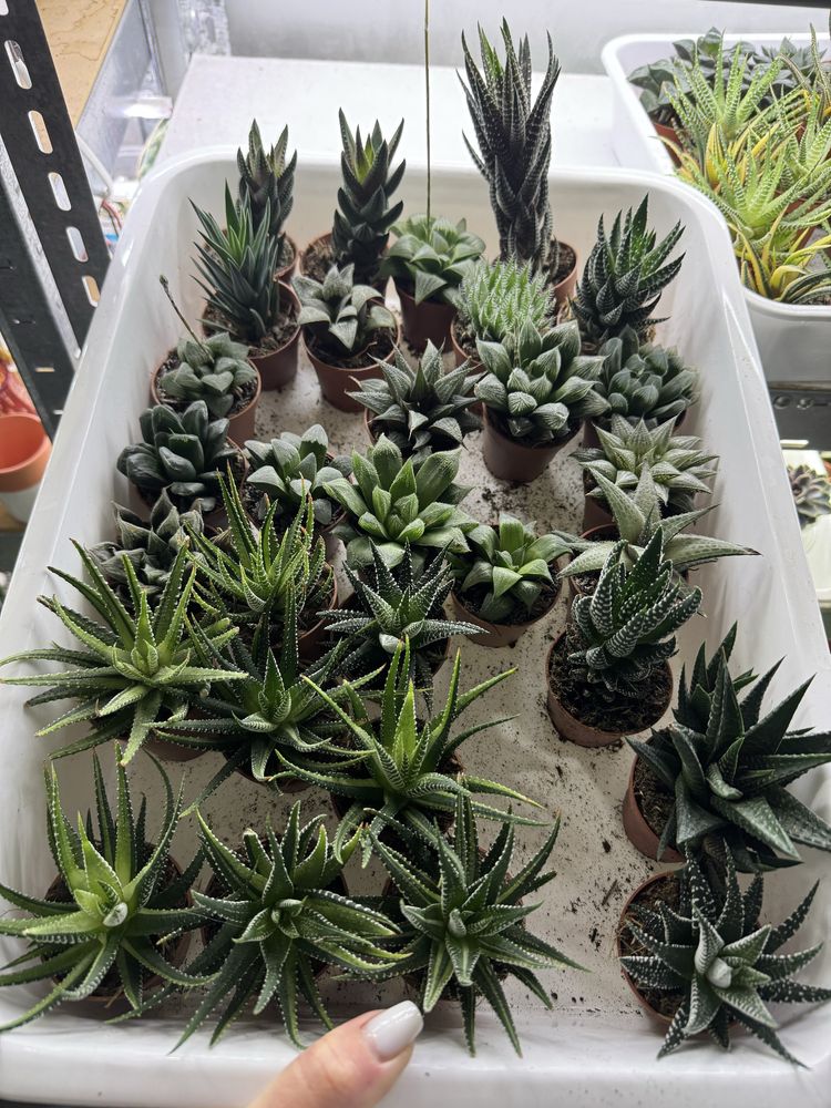 Сукуленти гастерія хавортія Haworthia Сукуленти Трунката