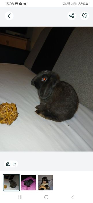 Krolik miniature 4 m