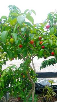 Pitangueira e araçá vermelho em vaso