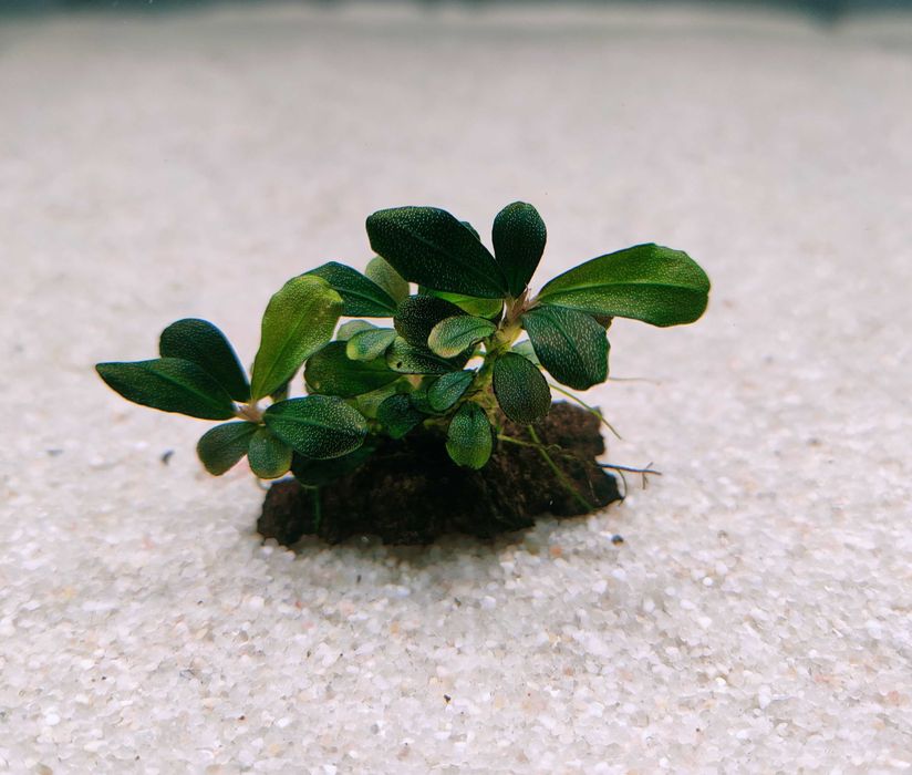 Bucephalandra Pygmaea "Bukit Kelam/Sintang"