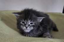 Niebieska kotka Maine Coon Felis Polonia