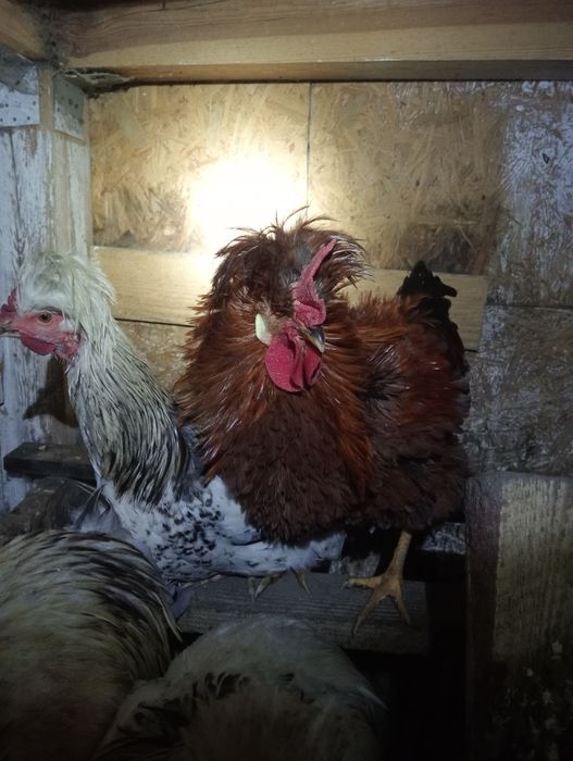 Kogut lokowany loczek