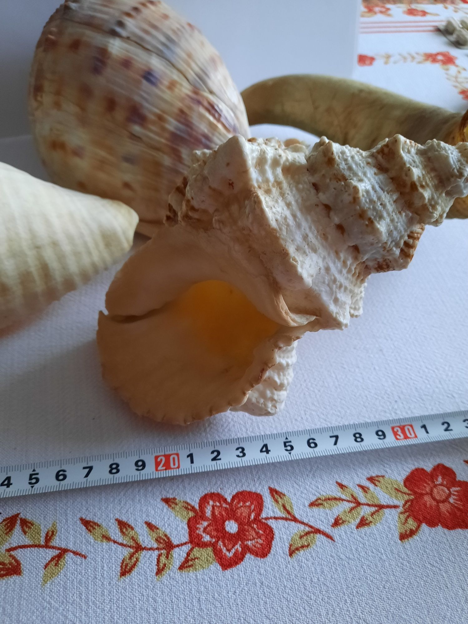 Zestaw duzych muszli do akwarium i jeden róg