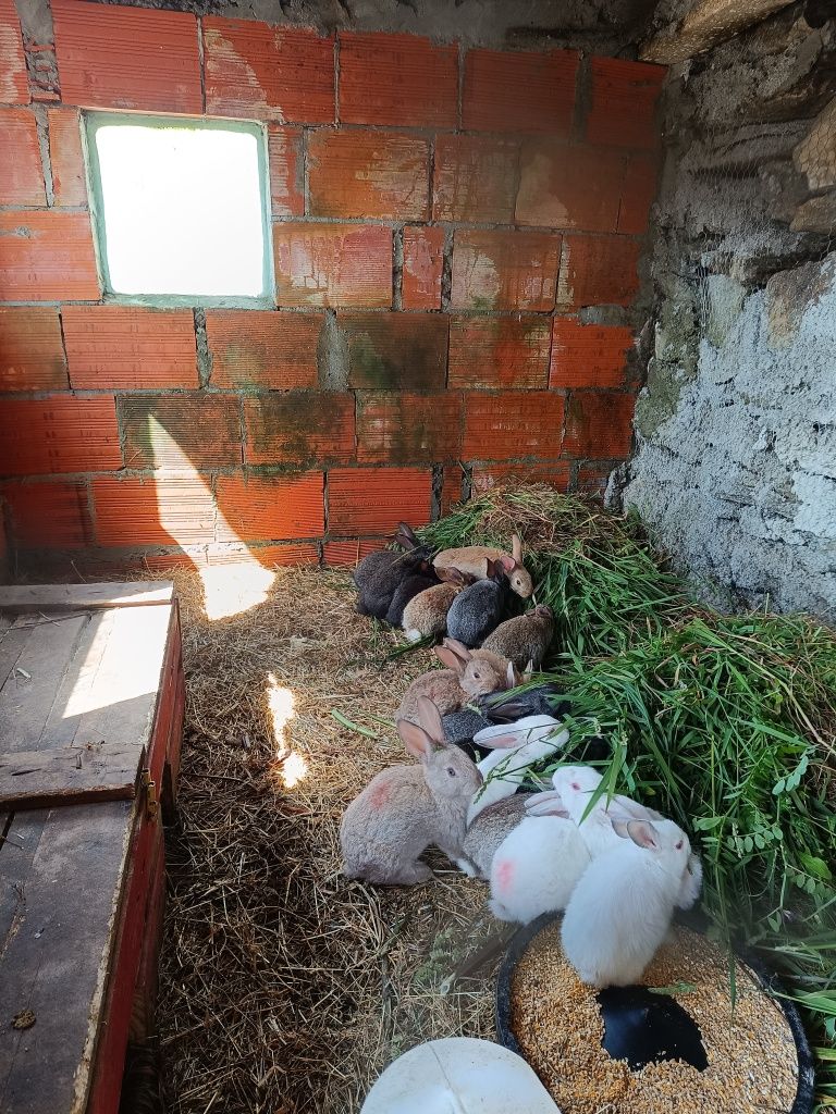Coelhos caseiros