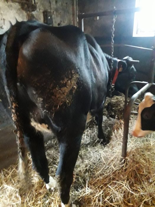 Jałówka wysokocielna