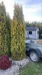 Thuja Tuja szmaragd 180-200 cm gęsta
