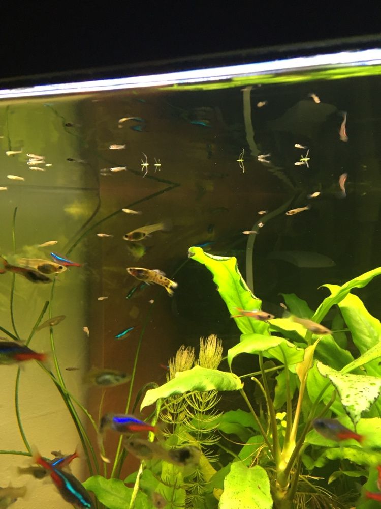 Sprzedam narybek Yellow tiger guppy,.