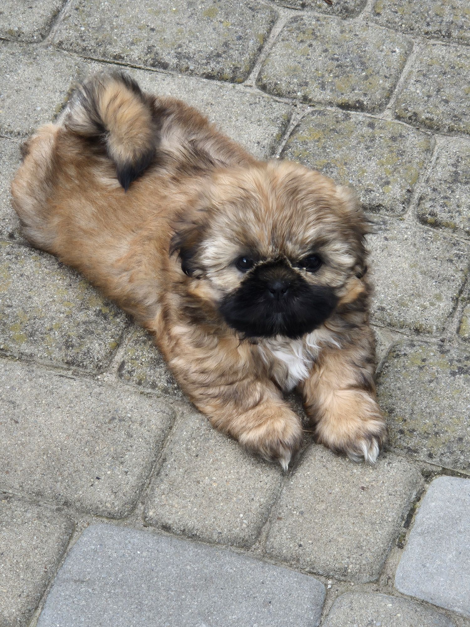 Sunia shih tzu brązowa